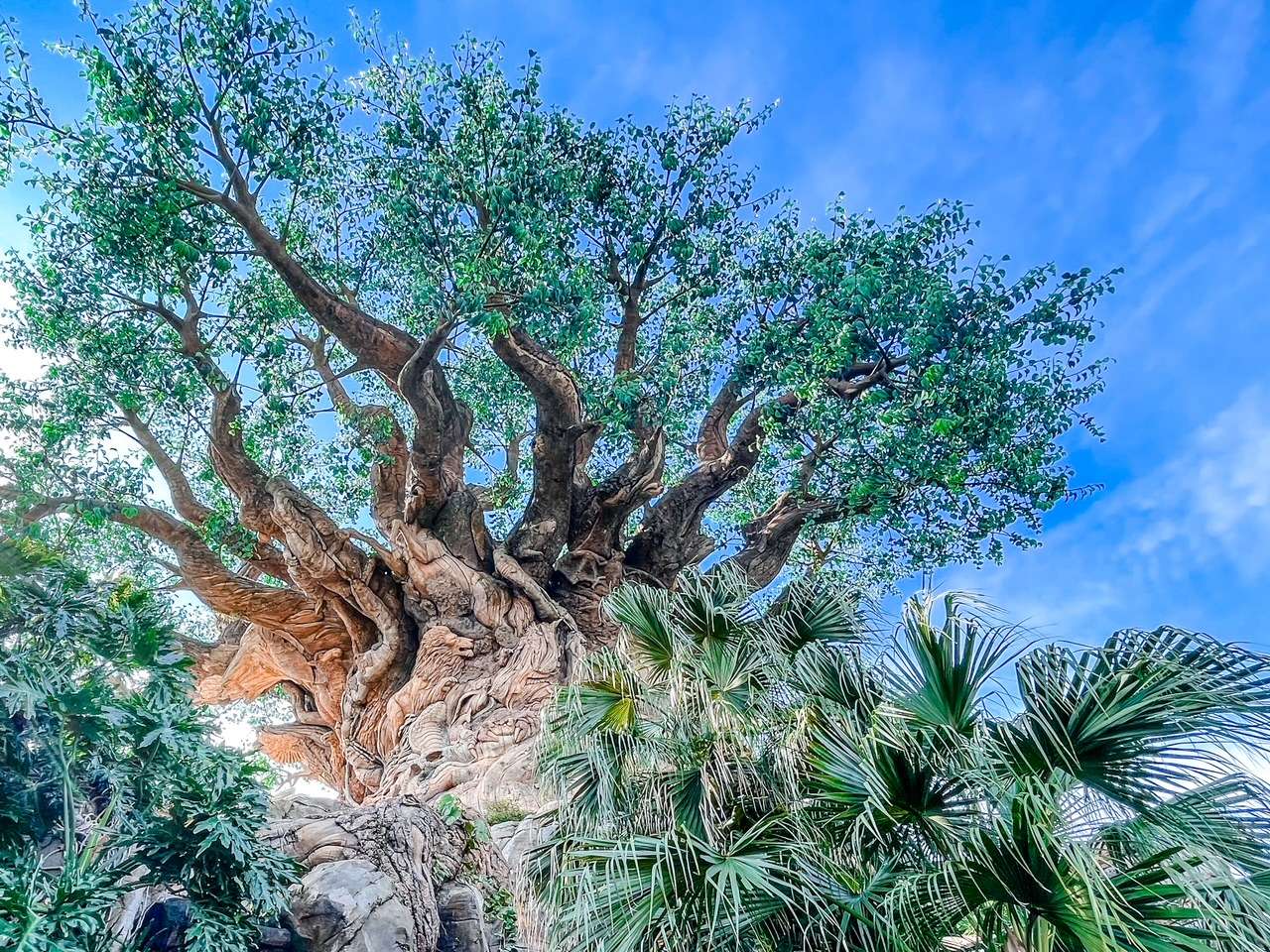 Animal Kingdom Park Tree